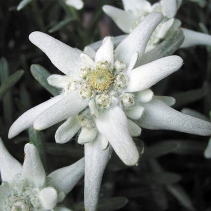 Natural active Edelweiss